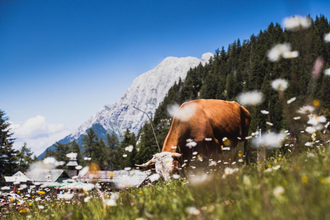 Apartments Zvoh, Krvavec, Ski-In, Ski-Out Церкле на Горенскем Екстериор снимка